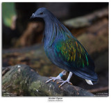 Nicobar Pigeon