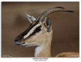 Soemmerrings Gazelle