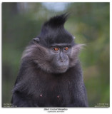 Black Crested Mangabey