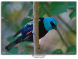 Blue-necked Tanager