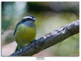 Bananaquit