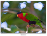 Collared Lory