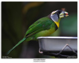 Fire-tufted Barbet