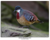 Bartletts Bleeding-heart Dove