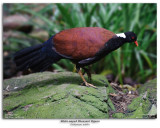 White-naped Pheasant Pigeon