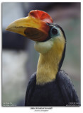 Wrinkled Hornbill