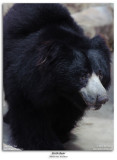 Sloth Bear