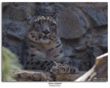 Snow Leopard