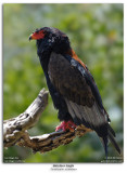 Bateleur Eagle