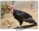 California Condor