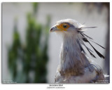 Secretary Bird