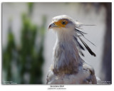 Secretary Bird