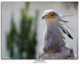 Secretary Bird