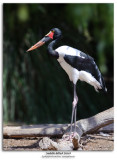 Saddle-billed Stork