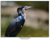 White-breasted Cormorant