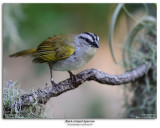 Black-striped Sparrow