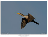 Double-crested Cormorant