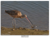 Long-billed Curlew