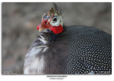 Helmeted Guineafowl