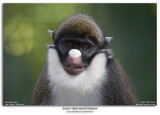 Lesser Spot-nosed Guenon