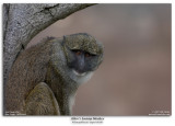 Allens Swamp Monkey