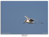 Forsters Tern