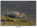 Green Heron