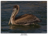 Brown Pelican