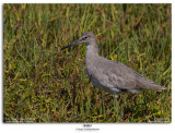 Willet