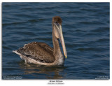 Brown Pelican