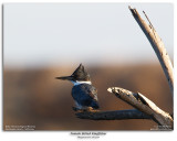 Belted Kingfisher