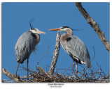 Great Blue Herons Nesting