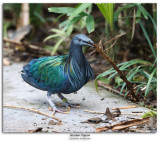 Nicobar Pigeon