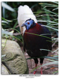 Male Bulwers Wattled Pheasant
