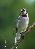 Blue Jay