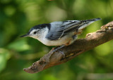 White Breasted Nuthatch