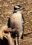 Downy Woodpecker