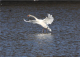 Mute Swan