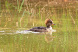 Female Hooded Merganser  I think.