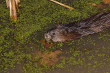 Muskrat