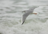 Bonapartes Gull Winter Adult