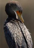 Cormorant