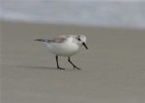 Semi-palmated Sandpiper