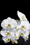 white_orchids