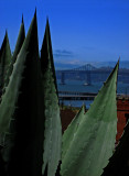Agave overlooking Richmond/San Rafael Bridge .. 4928