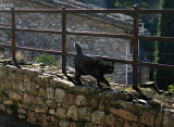 Black cat on the prowl .. A4218