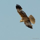 marsh harrier.... bruine kiekendief
