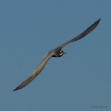 black tern.... zwarte stern