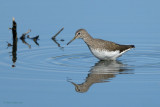 common sandpiper.... oeverloper