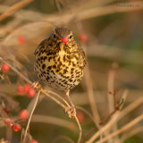 song thrush.... zanglijster